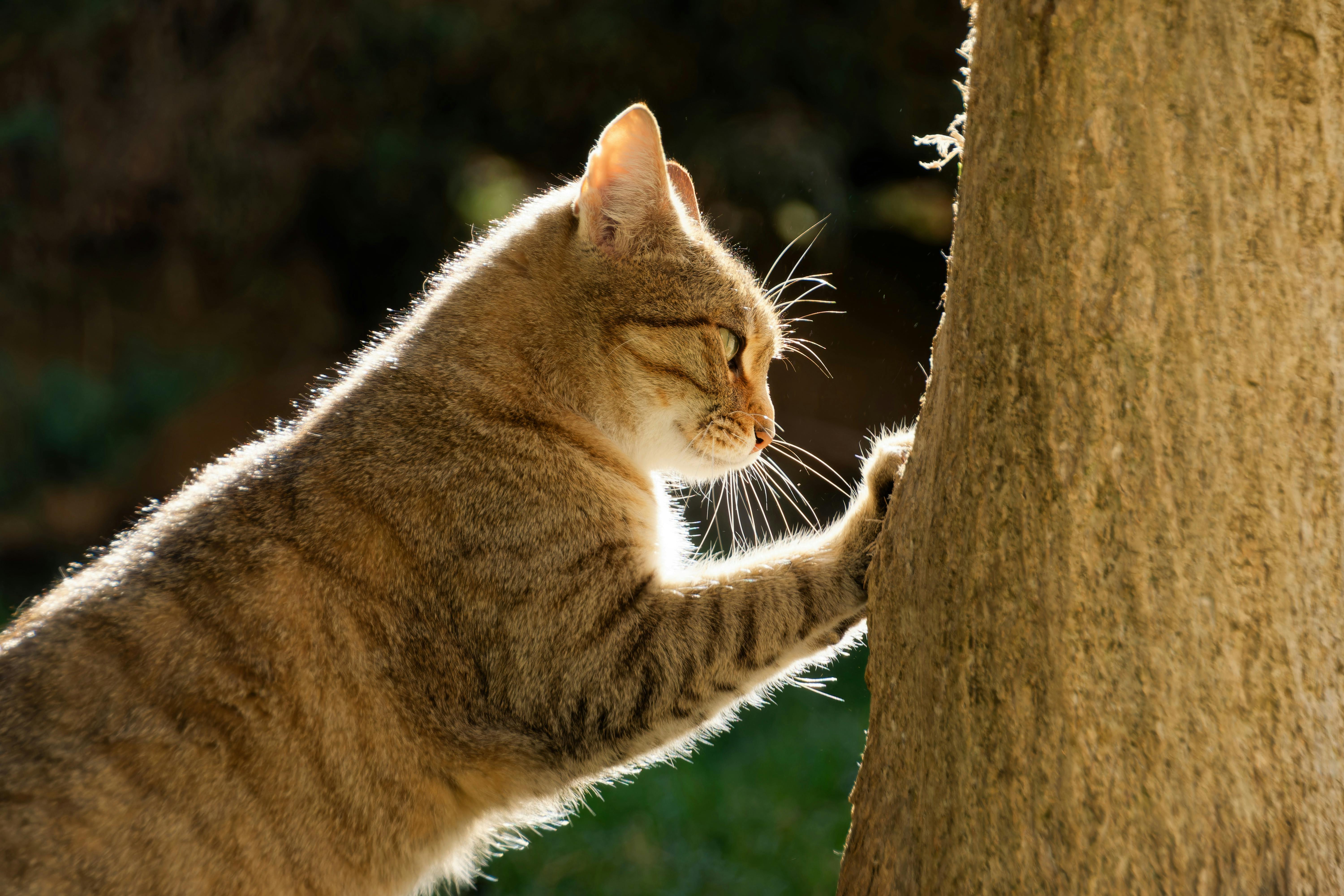 Cat using scratching post